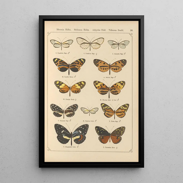 Papillons exotiques Pl030 - Otto Staudinger — gerahmtes Bild an der Wand