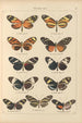Papillons exotiques Pl031 - Otto Staudinger — Ansicht des Kunstwerks