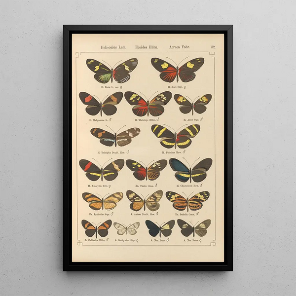 Papillons exotiques Pl032 - Otto Staudinger — gerahmtes Bild an der Wand