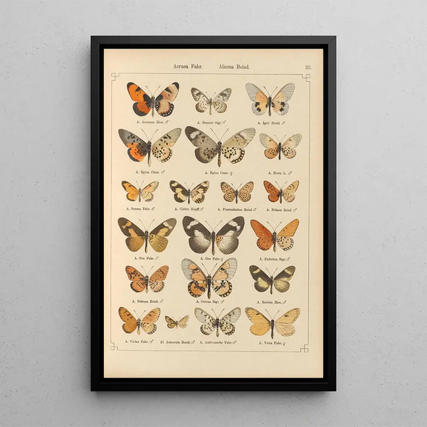 Papillons exotiques Pl033 - Otto Staudinger — gerahmtes Bild an der Wand
