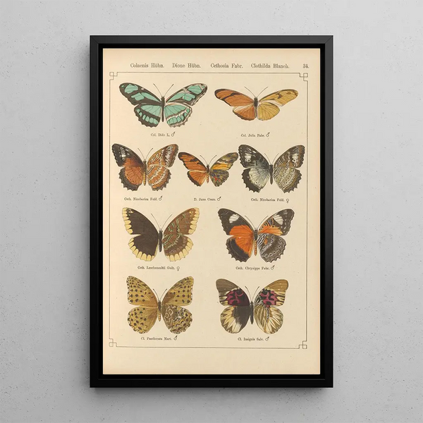 Papillons exotiques Pl034 - Otto Staudinger — gerahmtes Bild an der Wand