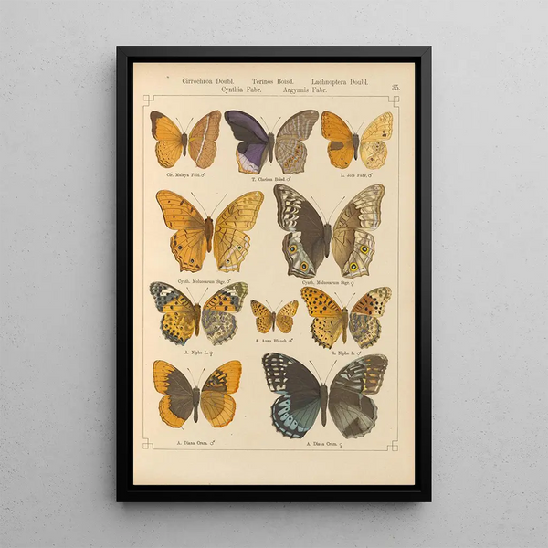Papillons exotiques Pl035 - Otto Staudinger — gerahmtes Bild an der Wand