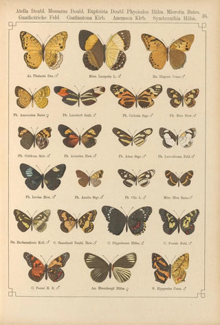 Otto Staudinger - Exotische schmetterlinge Pl036.webp