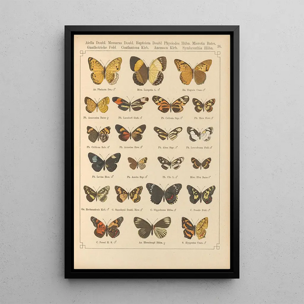 Papillons exotiques Pl036 - Otto Staudinger — gerahmtes Bild an der Wand