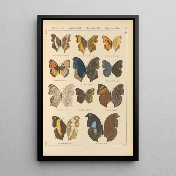 Papillons exotiques Pl038 - Otto Staudinger — gerahmtes Bild an der Wand