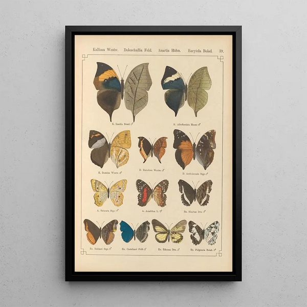 Papillons exotiques Pl039 - Otto Staudinger — gerahmtes Bild an der Wand