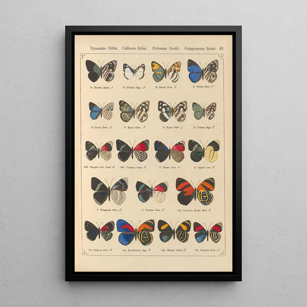 Papillons exotiques Pl042 - Otto Staudinger — gerahmtes Bild an der Wand