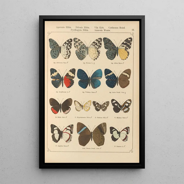 Papillons exotiques Pl044 - Otto Staudinger — gerahmtes Bild an der Wand