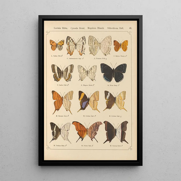 Papillons exotiques Pl045 - Otto Staudinger — gerahmtes Bild an der Wand