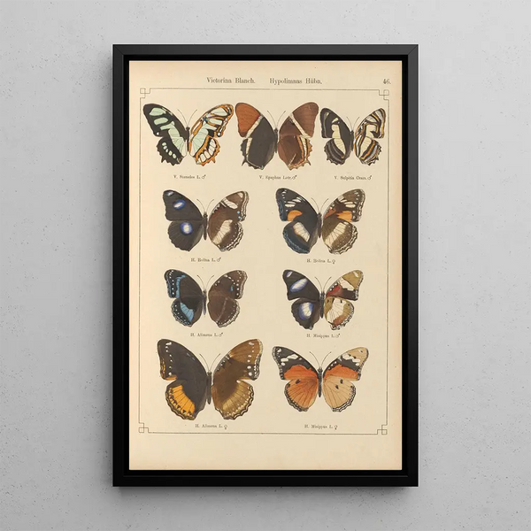 Papillons exotiques Pl046 - Otto Staudinger — gerahmtes Bild an der Wand