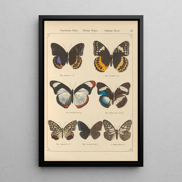 Papillons exotiques Pl047 - Otto Staudinger — gerahmtes Bild an der Wand