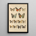 Papillons exotiques Pl049 - Otto Staudinger — gerahmtes Bild an der Wand