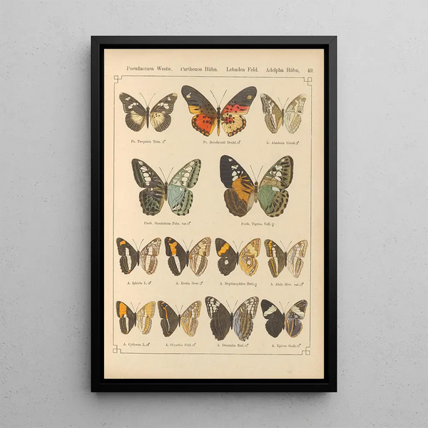 Papillons exotiques Pl049 - Otto Staudinger — gerahmtes Bild an der Wand