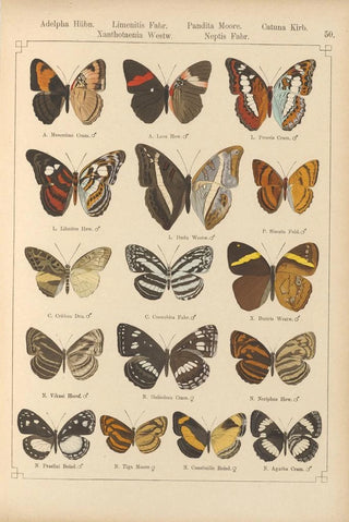 Otto Staudinger - Exotische schmetterlinge Pl050.webp