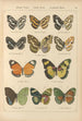 Papillons exotiques Pl051 - Otto Staudinger — Ansicht des Kunstwerks