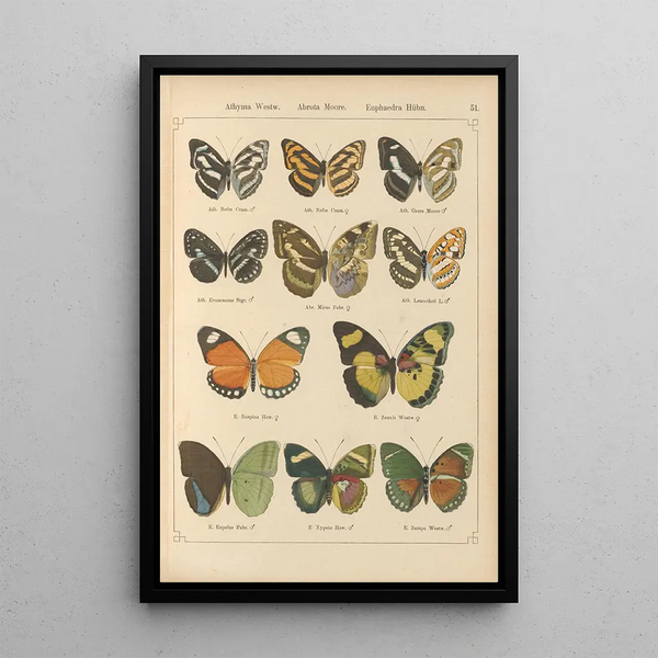 Papillons exotiques Pl051 - Otto Staudinger — gerahmtes Bild an der Wand