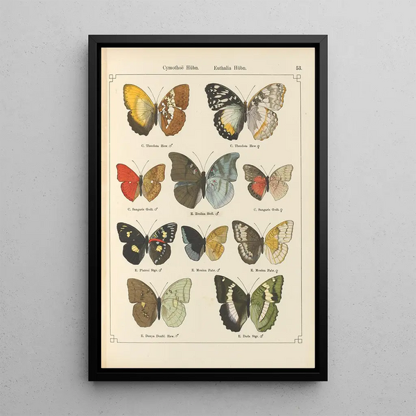 Papillons exotiques Pl053 - Otto Staudinger — gerahmtes Bild an der Wand