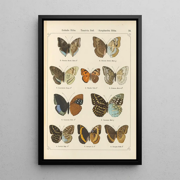 Papillons exotiques Pl054 - Otto Staudinger — gerahmtes Bild an der Wand