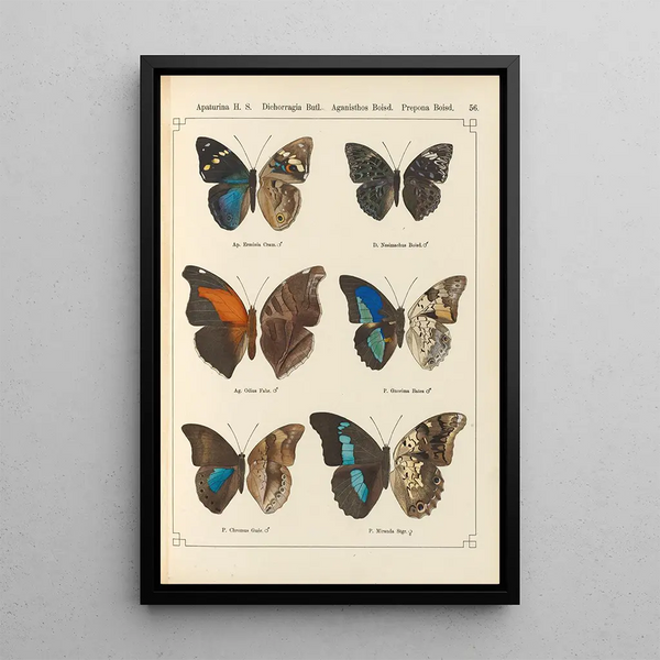 Papillons exotiques Pl056 - Otto Staudinger — gerahmtes Bild an der Wand