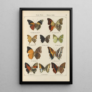 Otto Staudinger - Exotische schmetterlinge Pl058.webp