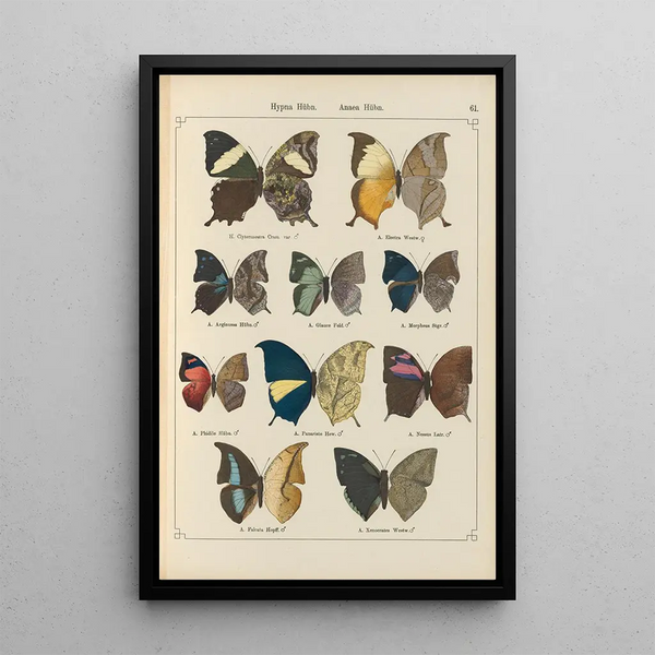Papillons exotiques Pl061 - Otto Staudinger — gerahmtes Bild an der Wand