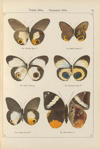 Otto Staudinger - Exotische schmetterlinge Pl064.webp