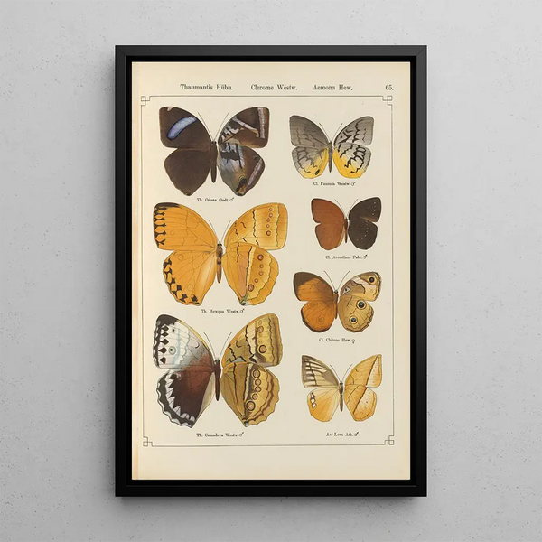 Papillons exotiques Pl065 - Otto Staudinger — gerahmtes Bild an der Wand