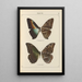 Papillons exotiques Pl066 - Otto Staudinger — gerahmtes Bild an der Wand