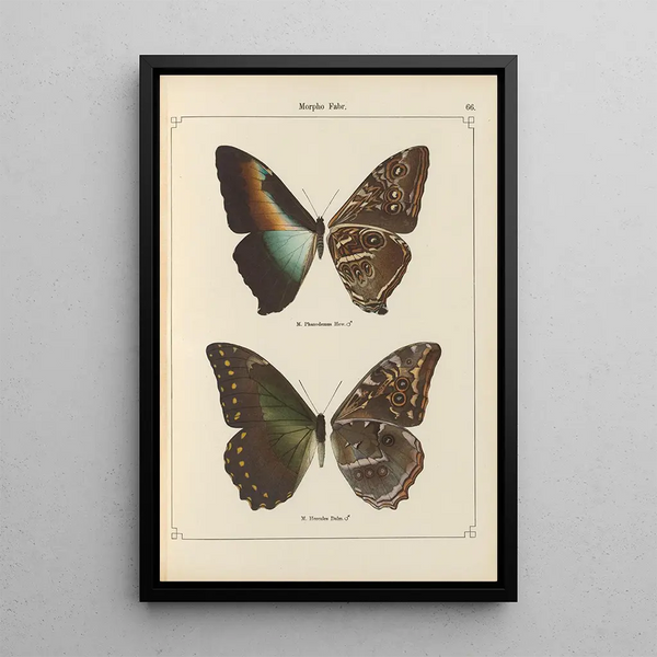 Papillons exotiques Pl066 - Otto Staudinger — gerahmtes Bild an der Wand