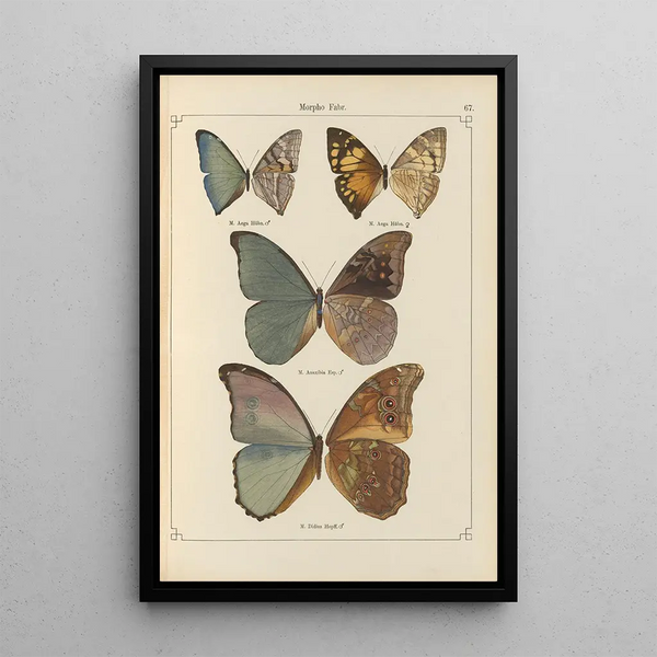 exotischer Schmetterlinge Pl067 - Otto Staudinger — gerahmtes Bild an der Wand