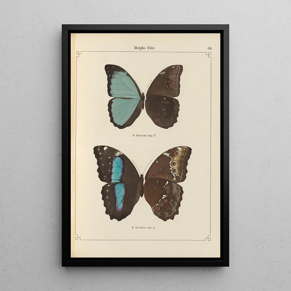 Papillons exotiques Pl068 - Otto Staudinger — gerahmtes Bild an der Wand