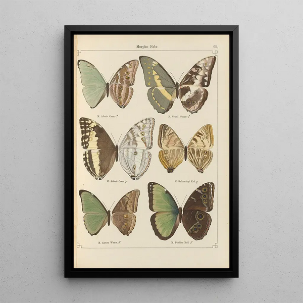 Papillons exotiques Pl069 - Otto Staudinger — gerahmtes Bild an der Wand