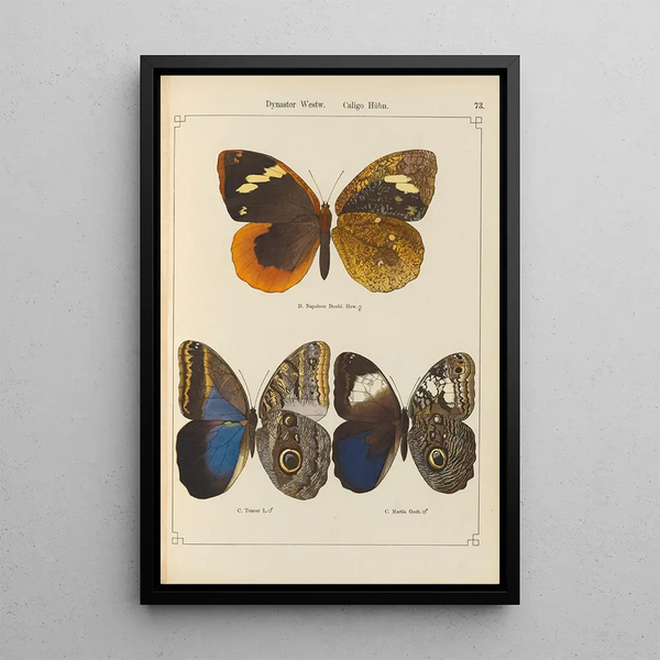 Schmetterlinge exotisch Pl073 - Otto Staudinger — gerahmtes Bild an der Wand