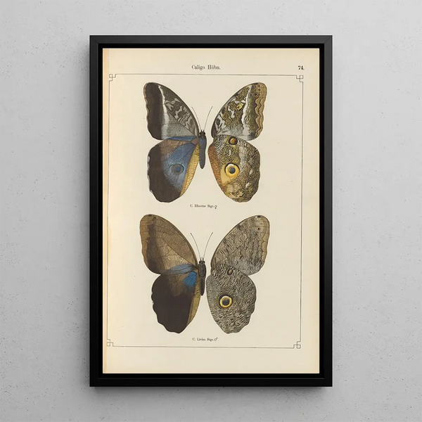 Papillons exotiques Pl074 - Otto Staudinger — gerahmtes Bild an der Wand