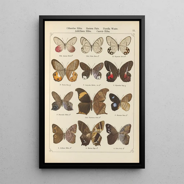 Papillons exotiques Pl077 - Otto Staudinger — gerahmtes Bild an der Wand