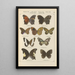 Papillons exotiques Pl079 - Otto Staudinger — gerahmtes Bild an der Wand