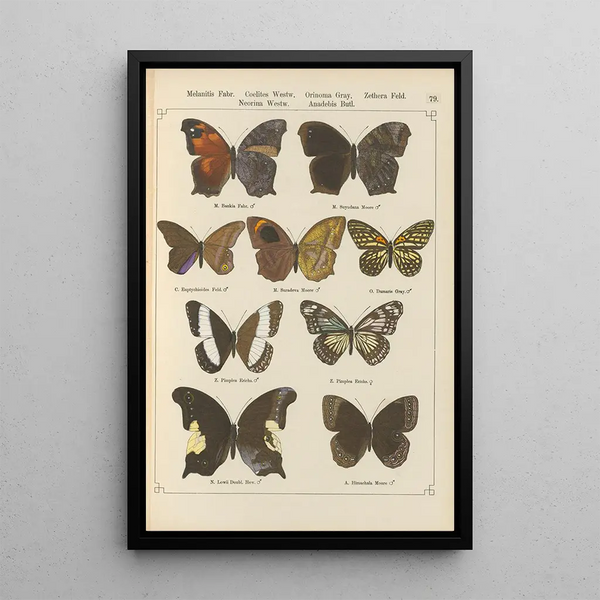 Papillons exotiques Pl079 - Otto Staudinger — gerahmtes Bild an der Wand