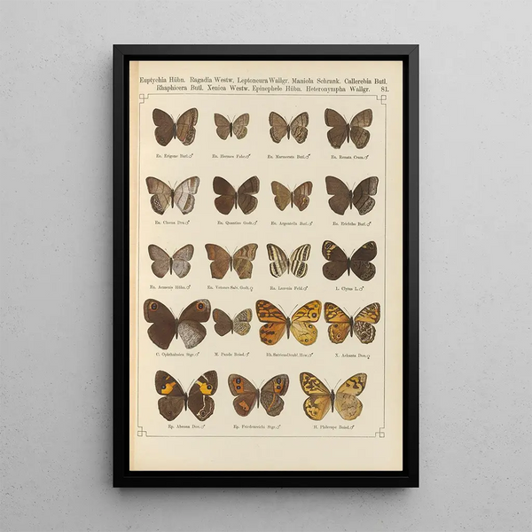 Papillons exotiques Pl081 - Otto Staudinger — gerahmtes Bild an der Wand