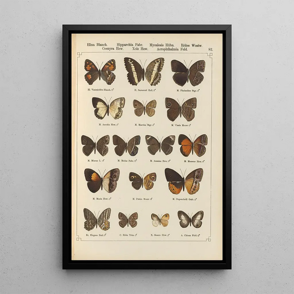 Papillons exotiques Pl082 - Otto Staudinger — gerahmtes Bild an der Wand