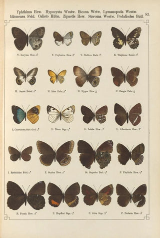 Otto Staudinger - Exotische schmetterlinge Pl083.webp