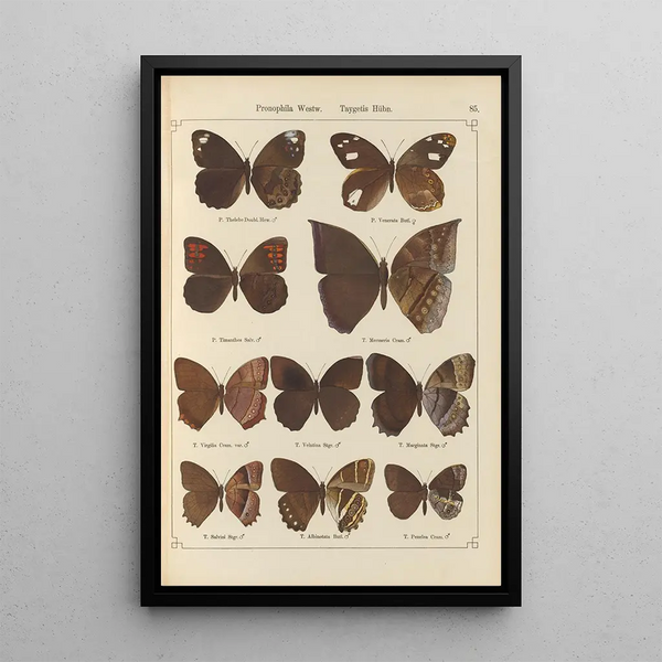 Papillons exotiques Pl085 - Otto Staudinger — gerahmtes Bild an der Wand