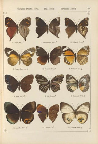 Otto Staudinger - Exotische schmetterlinge Pl086.webp