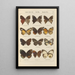 Schmetterlinge exotisch Pl086 - Otto Staudinger — gerahmtes Bild an der Wand