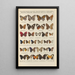 Papillons exotiques Pl087 - Otto Staudinger — gerahmtes Bild an der Wand