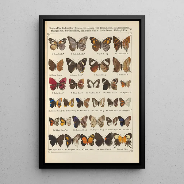 Papillons exotiques Pl087 - Otto Staudinger — gerahmtes Bild an der Wand
