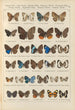 Papillons exotiques Pl088 - Otto Staudinger — Ansicht des Kunstwerks