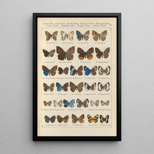 Papillons exotiques Pl088 - Otto Staudinger — gerahmtes Bild an der Wand