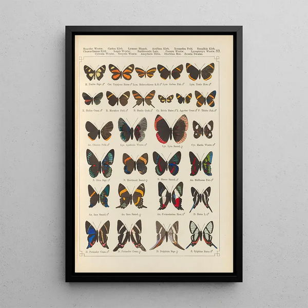 Papillons exotiques Pl089 - Otto Staudinger — gerahmtes Bild an der Wand