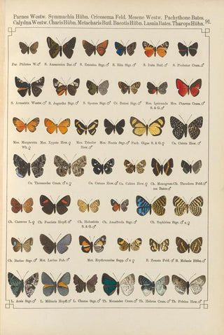 Otto Staudinger - Exotische schmetterlinge Pl091.webp