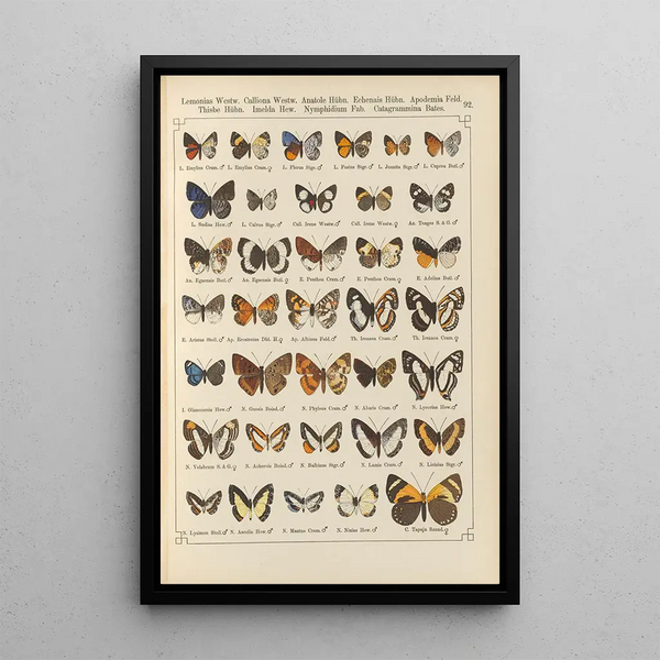Papillons exotiques Pl092 - Otto Staudinger — gerahmtes Bild an der Wand